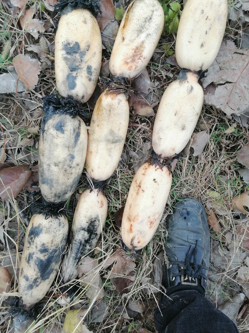 精品白莲藕莲藕基地直发品种有3537鄂莲6号，大地红