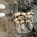 精品白莲藕莲藕基地直发品种有3537鄂莲6号，大地红