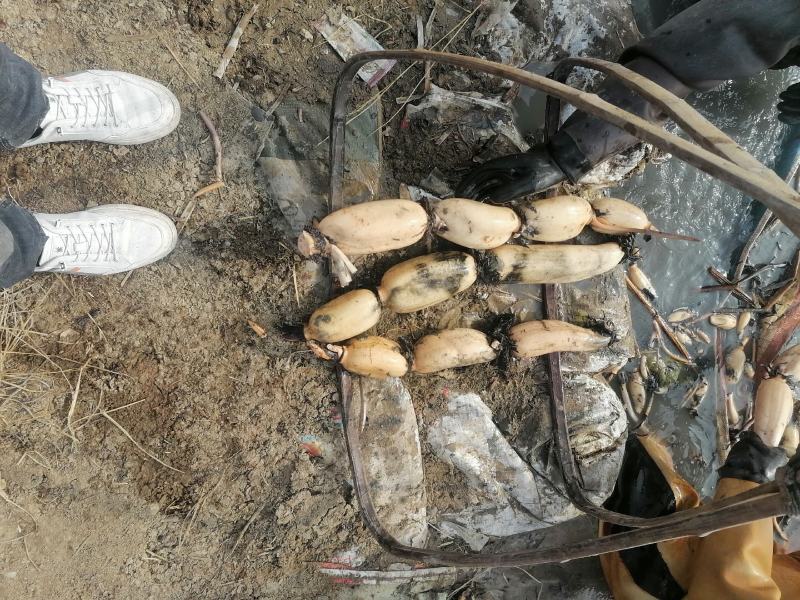 精品白莲藕莲藕基地直发品种有3537鄂莲6号，大地红