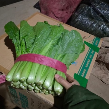 小白菜大量现货,质量保障,包装齐全,各种级别