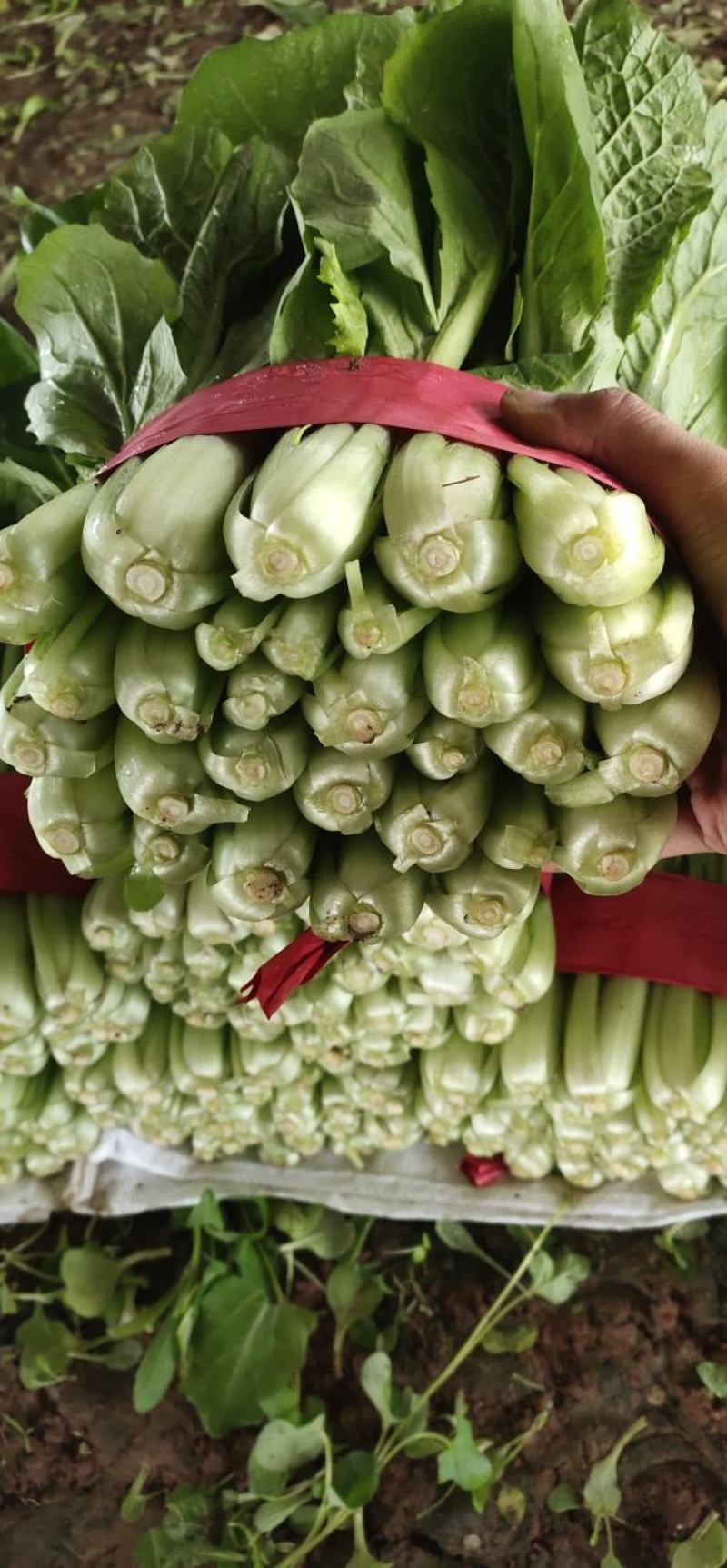 小白菜大量现货，质量保障，包装齐全，各种级别