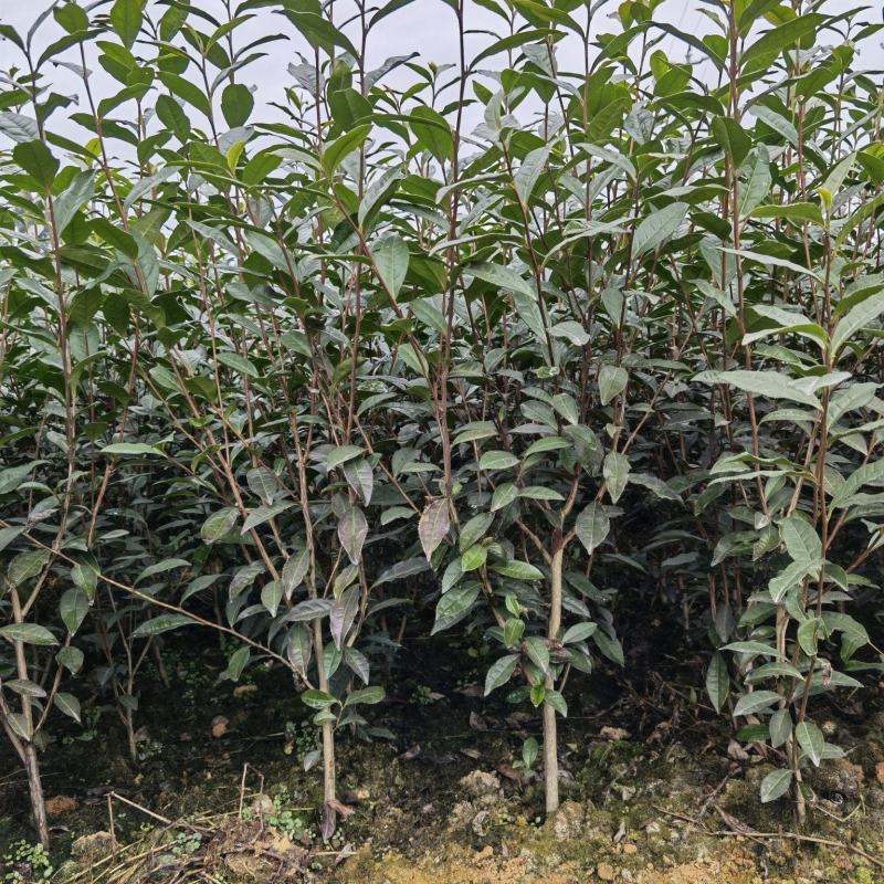 【绿化茶树苗】造林茶树苗，庭院绿化茶树，三年生茶树