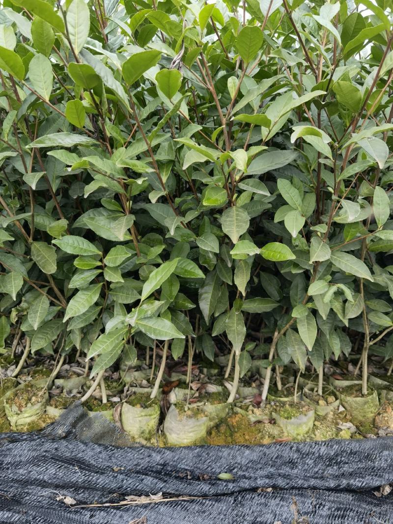 【绿化茶树苗】造林茶树苗，庭院绿化茶树，三年生茶树