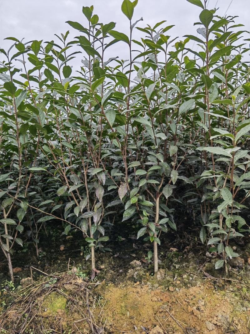 【绿化茶树苗】造林茶树苗，庭院绿化茶树，三年生茶树