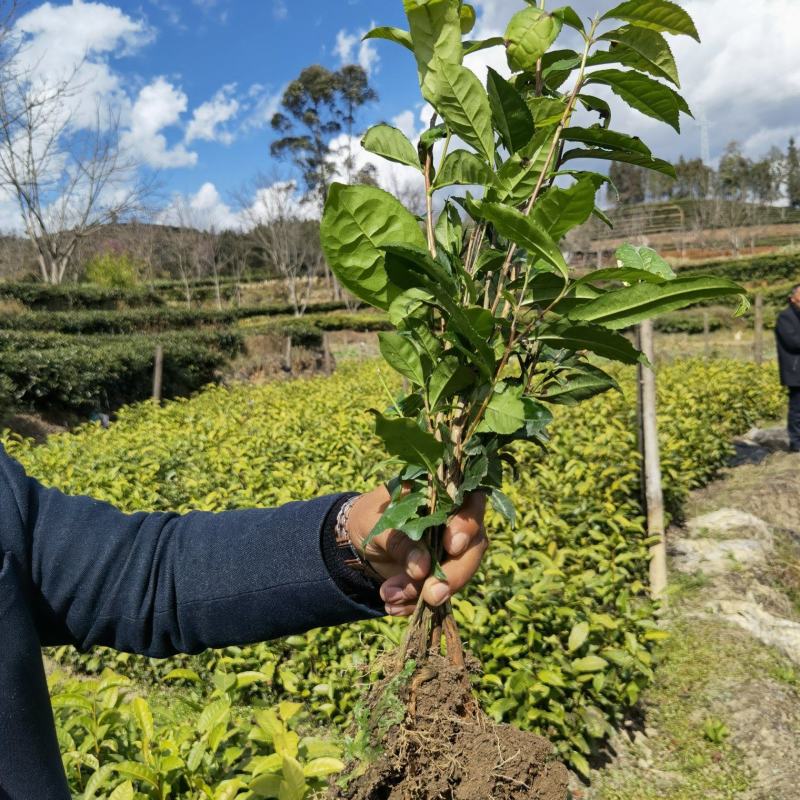【大叶种茶苗】老班章茶树苗，冰岛茶树苗勐海大叶种茶苗