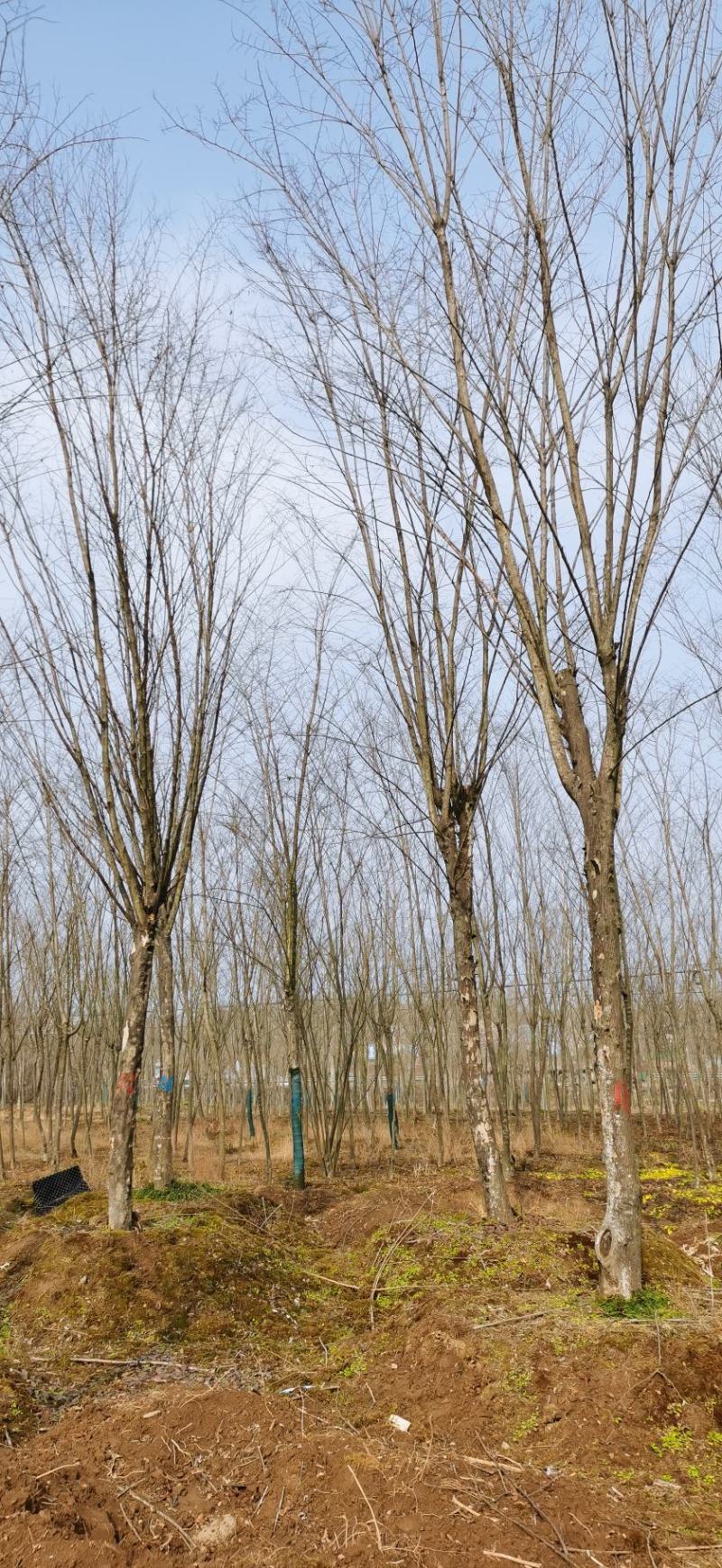 15公分青檀树16公分青檀安徽青檀园林出售青檀树