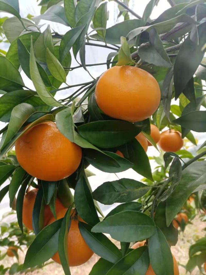 沃柑
