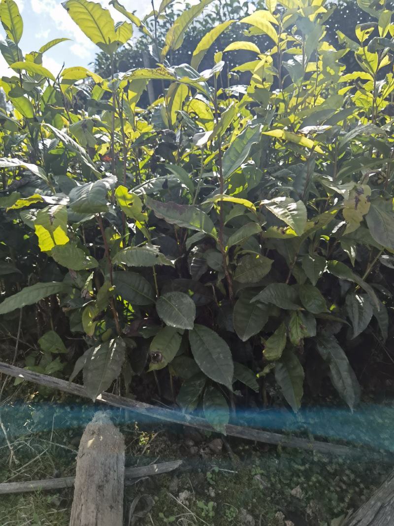 【大叶种茶苗】老班章茶树苗，冰岛茶树苗勐海大叶种茶苗
