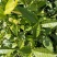 【大叶种茶苗】老班章茶树苗，冰岛茶树苗勐海大叶种茶苗