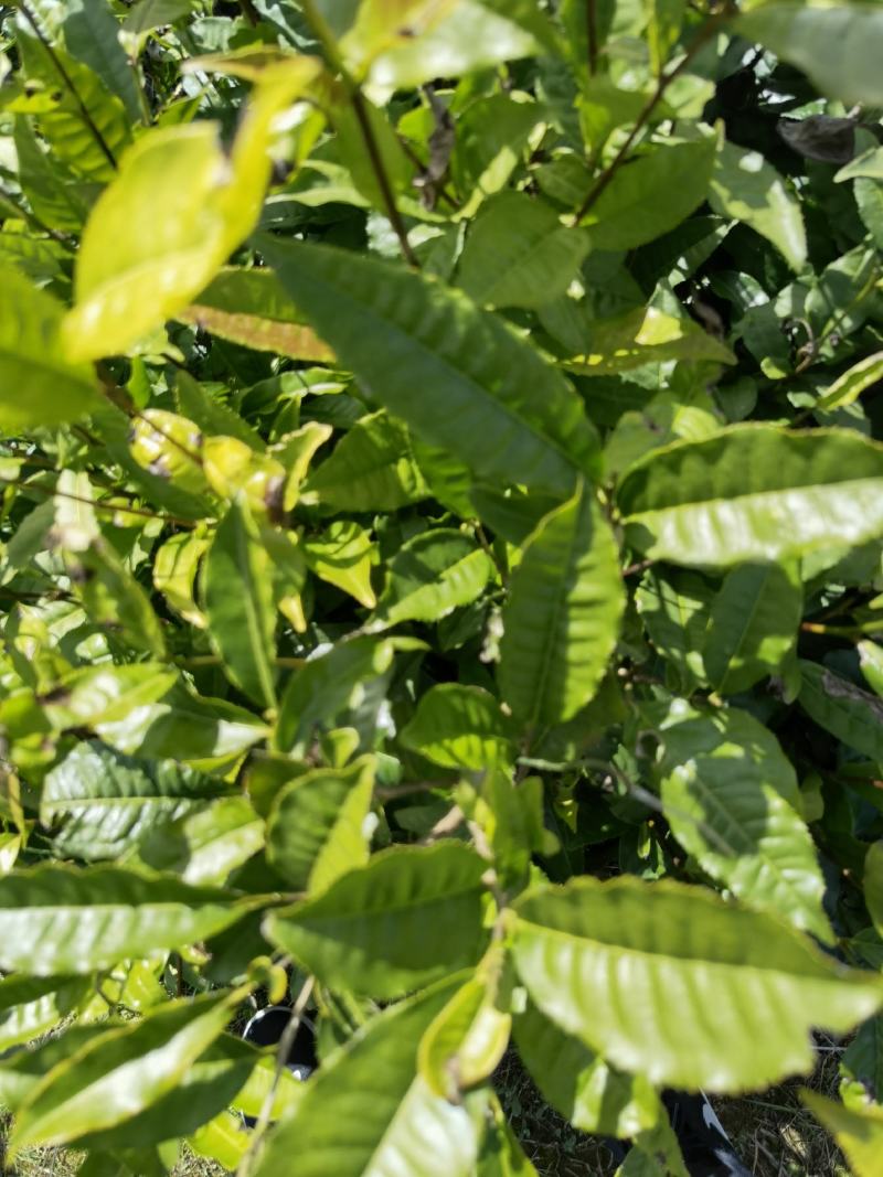 【大叶种茶苗】老班章茶树苗，冰岛茶树苗勐海大叶种茶苗