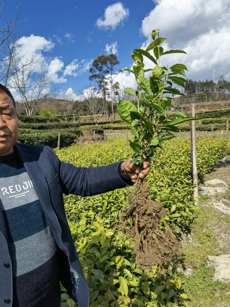 【大叶种茶苗】老班章茶树苗，冰岛茶树苗勐海大叶种茶苗
