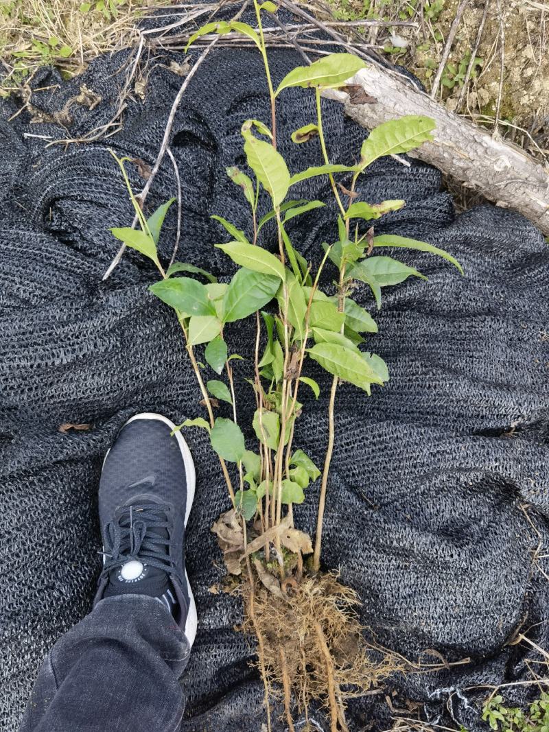 【大叶种茶苗】老班章茶树苗，冰岛茶树苗勐海大叶种茶苗