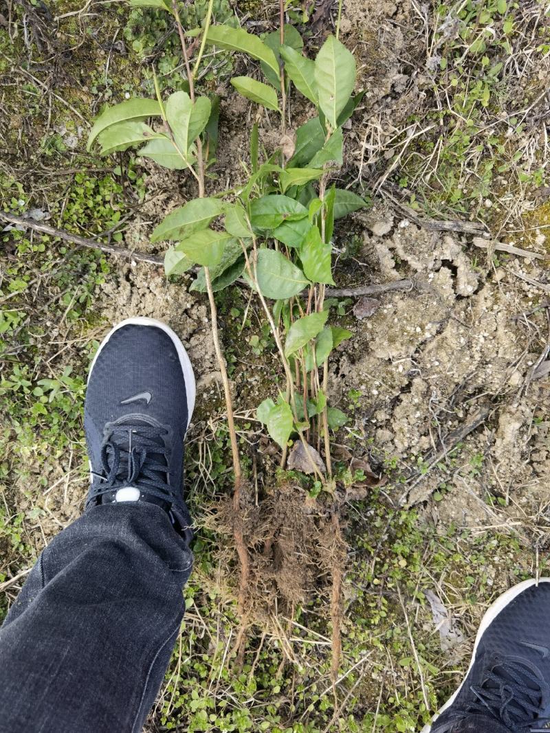 【大叶种茶苗】老班章茶树苗，冰岛茶树苗勐海大叶种茶苗