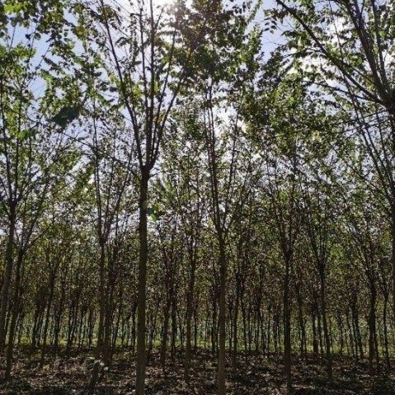 出售6公分青檀青檀树正宗青檀树制作宣纸原材料