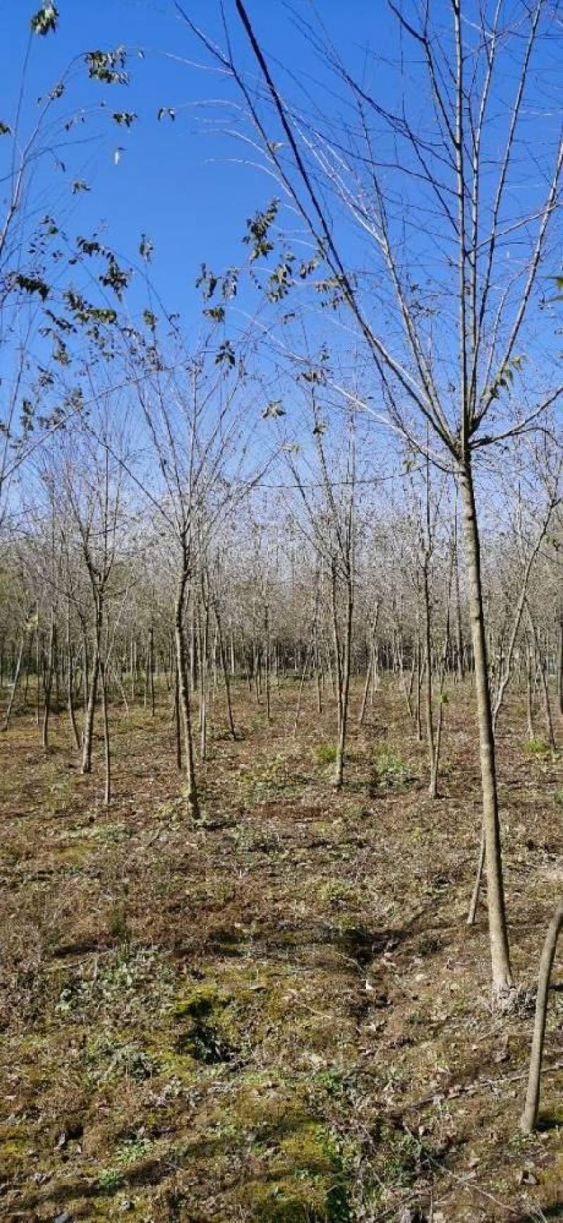 出售6公分青檀青檀树正宗青檀树制作宣纸原材料