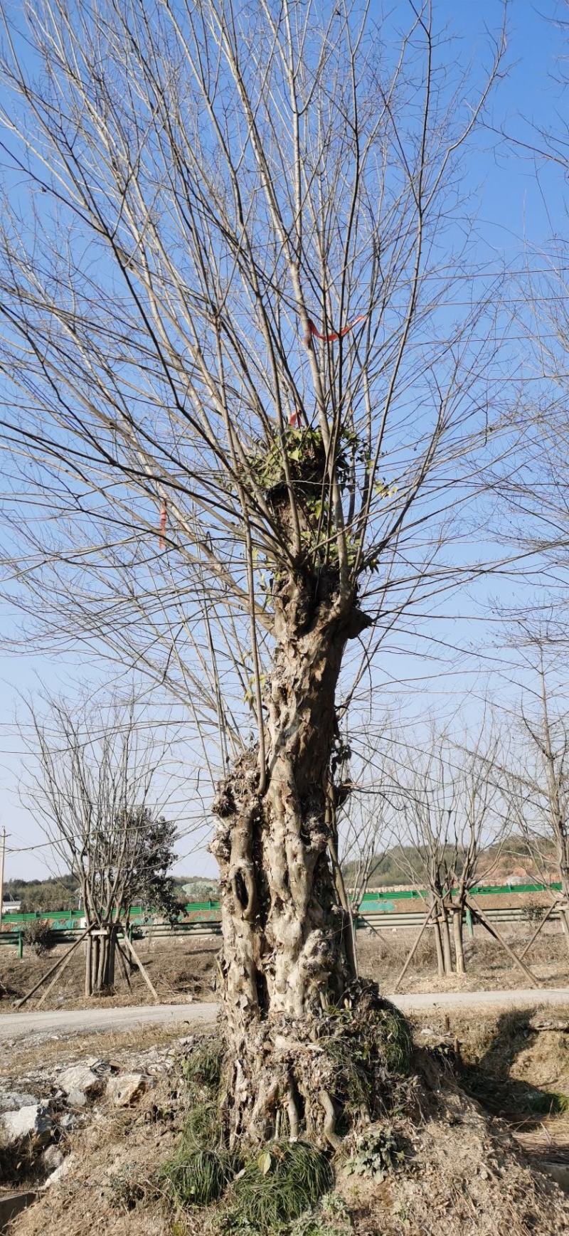 安徽池州青檀出售：青檀古树古青檀百年青檀树青檀盆景