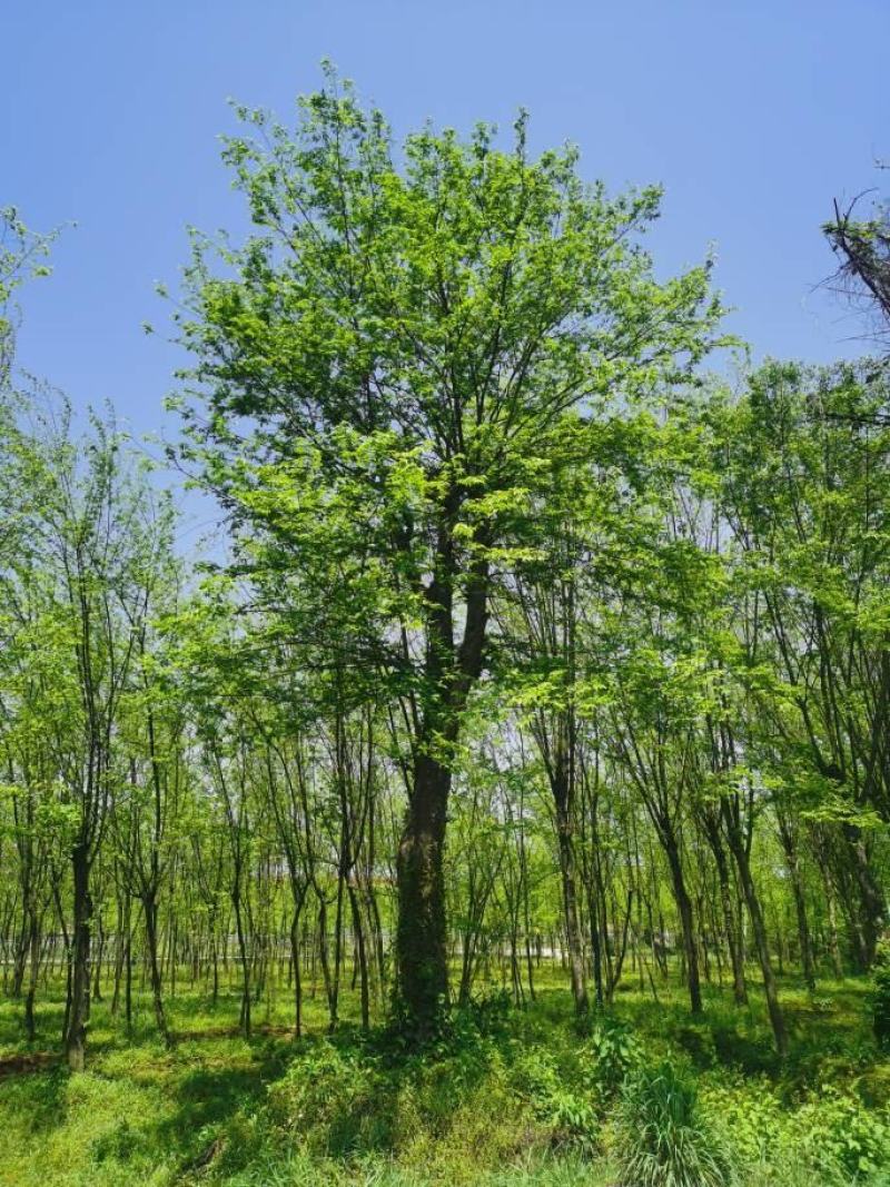 安徽池州青檀出售：青檀古树古青檀百年青檀树青檀盆景
