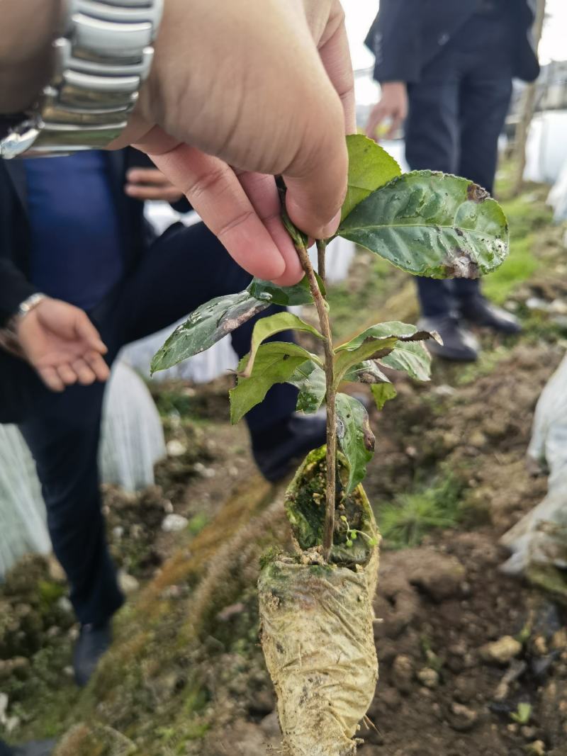 茶树杯苗茶叶杯苗云南茶叶苗广西茶叶苗，