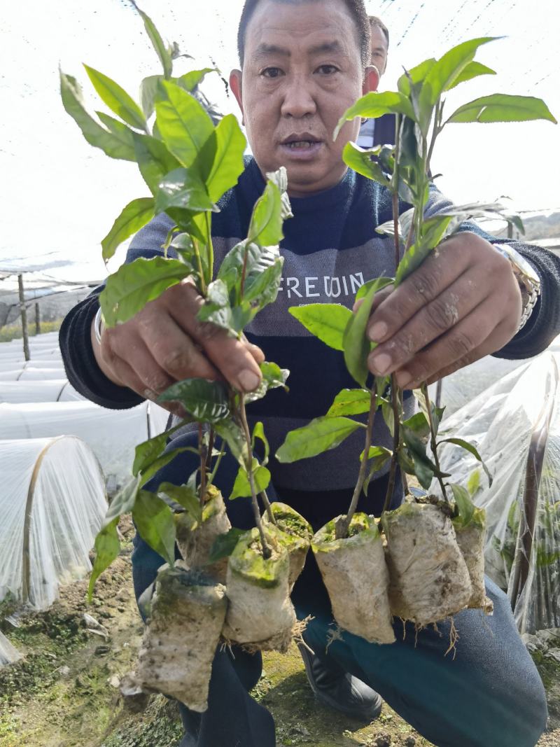 茶树杯苗茶叶杯苗云南茶叶苗广西茶叶苗，