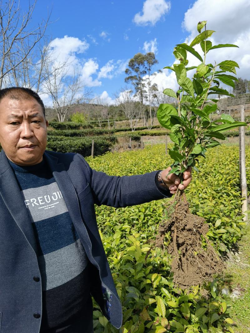 茶树杯苗茶叶杯苗云南茶叶苗广西茶叶苗，