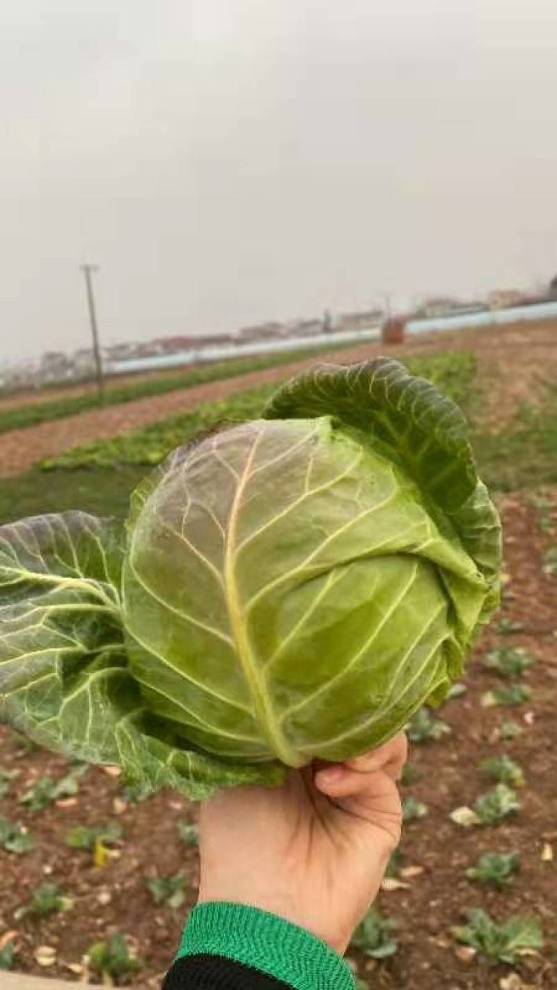 湖北甘蓝圆包菜产地直销一手货源欢迎老板咨询采购