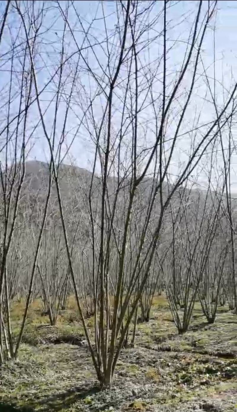 丛生朴树小丛生朴树高度4米冠幅3米丛生朴树小叶