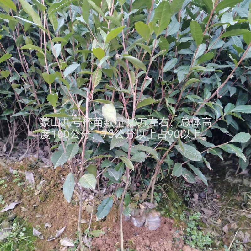大茶树苗，三年生茶苗，一米高茶苗，绿化茶苗，80厘米高茶