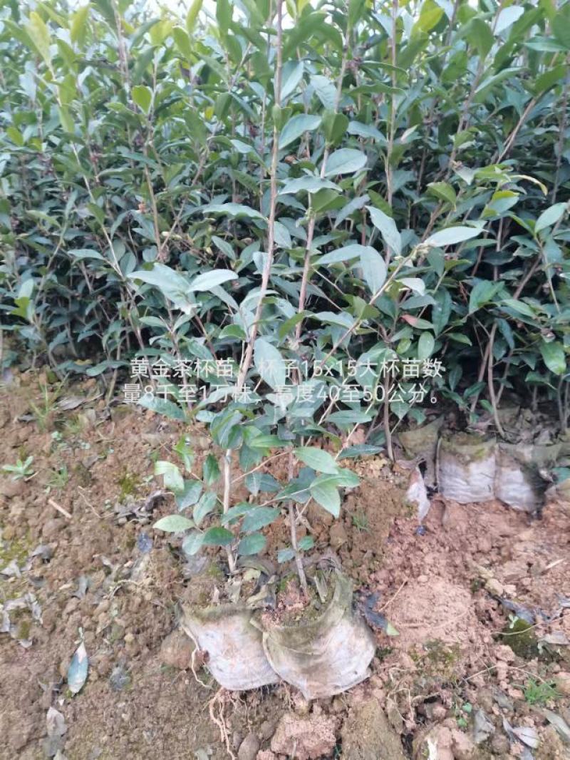 大茶树苗，三年生茶苗，一米高茶苗，绿化茶苗，80厘米高茶