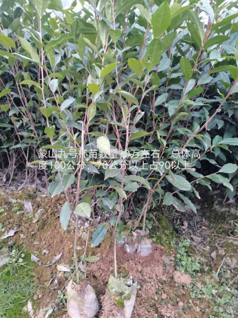 大茶树苗，三年生茶苗，一米高茶苗，绿化茶苗，80厘米高茶