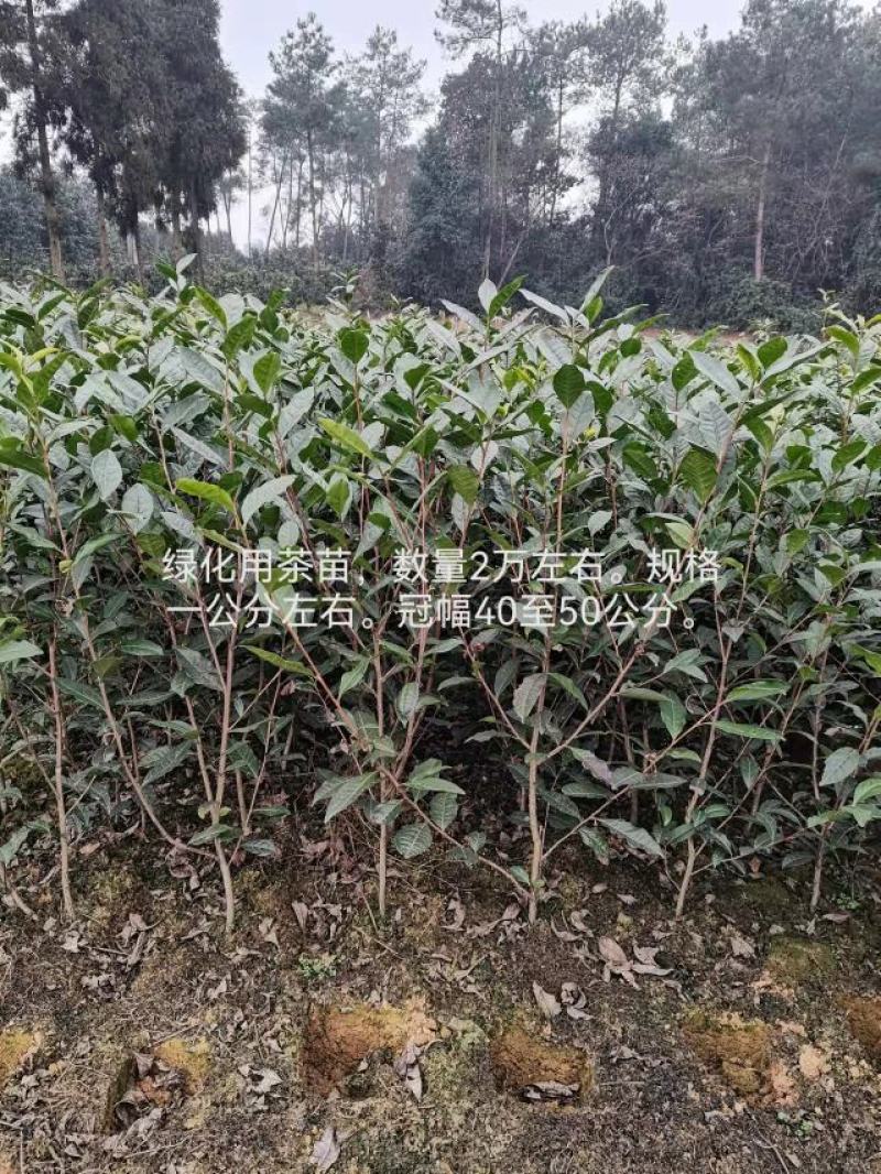大茶树苗，三年生茶苗，一米高茶苗，绿化茶苗，80厘米高茶