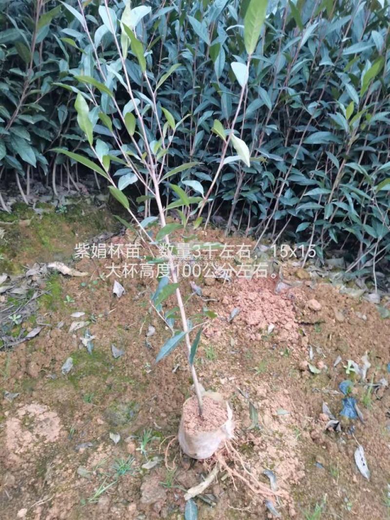 大茶树苗，三年生茶苗，一米高茶苗，绿化茶苗，80厘米高茶