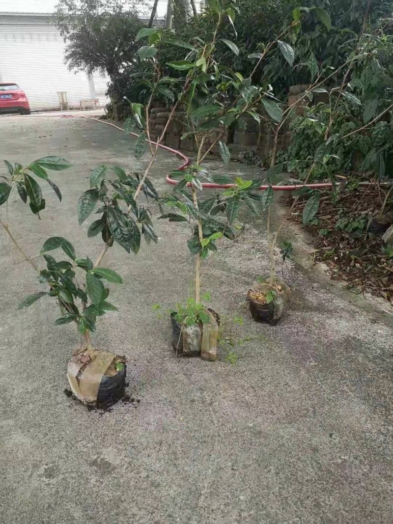 大茶树苗，三年生茶苗，一米高茶苗，绿化茶苗，80厘米高茶