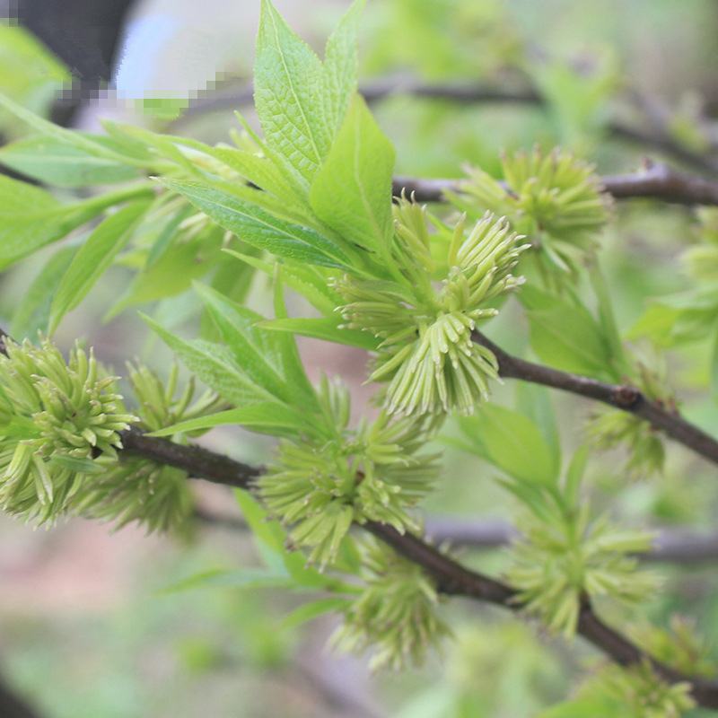 杜仲雄花，深山野生杜仲雄花新货质量保证欢迎咨询选购！