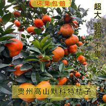 橙子贵州高山默科特柑桔子现摘当季水果橘橙子沃柑新鲜水果