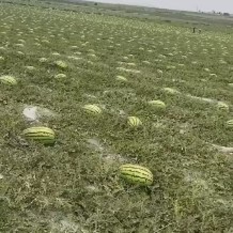 【金花西瓜】宁夏中卫硒砂瓜石头瓜石缝瓜产地直发一手货源