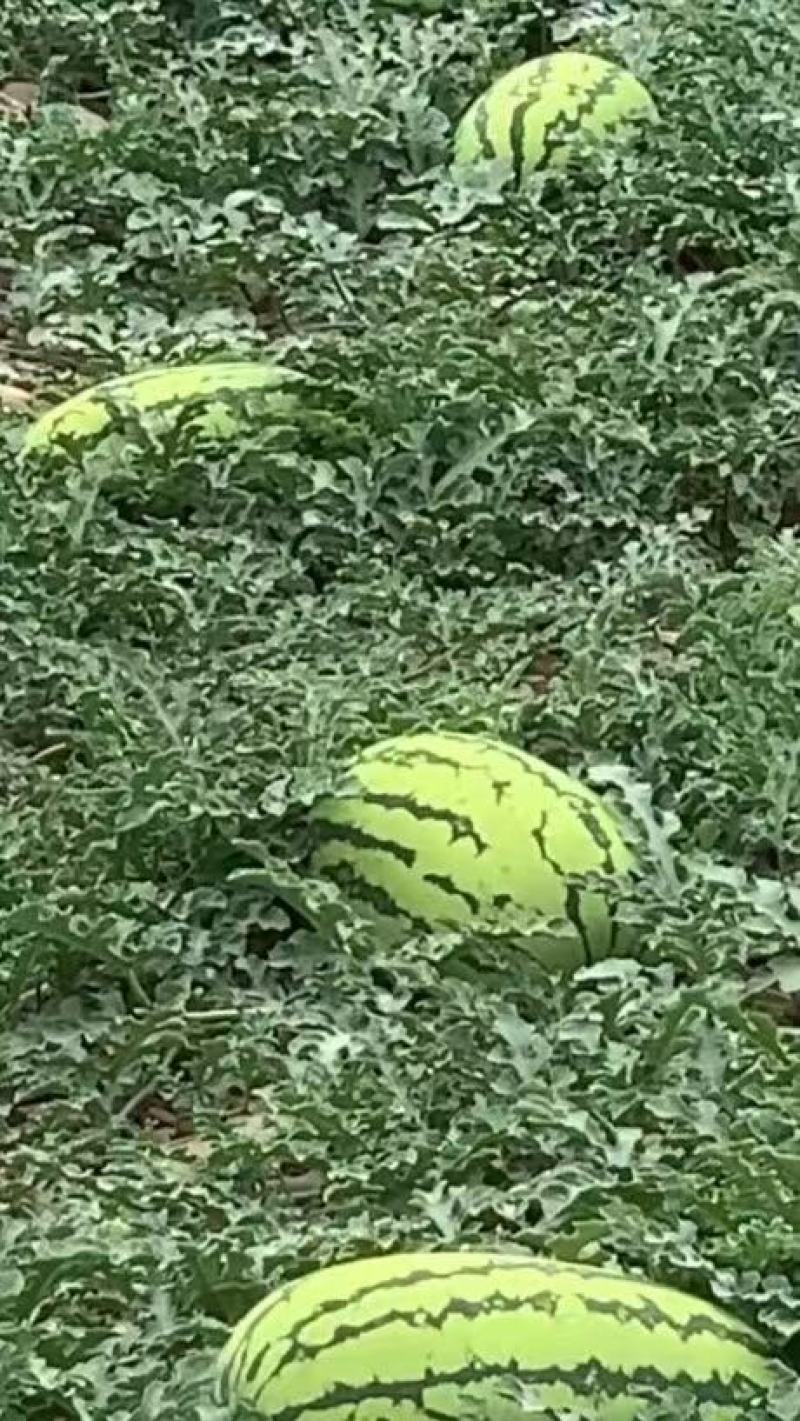 【金花西瓜】宁夏中卫硒砂瓜石头瓜石缝瓜产地直发一手货源