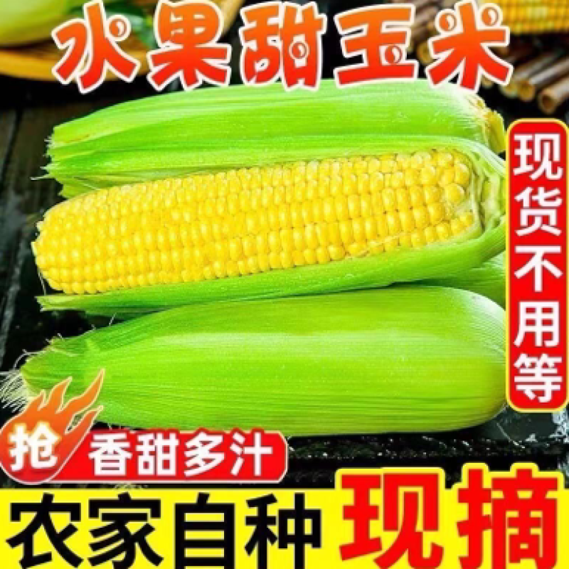 现摘黄金水果玉米新鲜甜玉米即食嫩玉米生吃爆浆脆甜苞米棒子