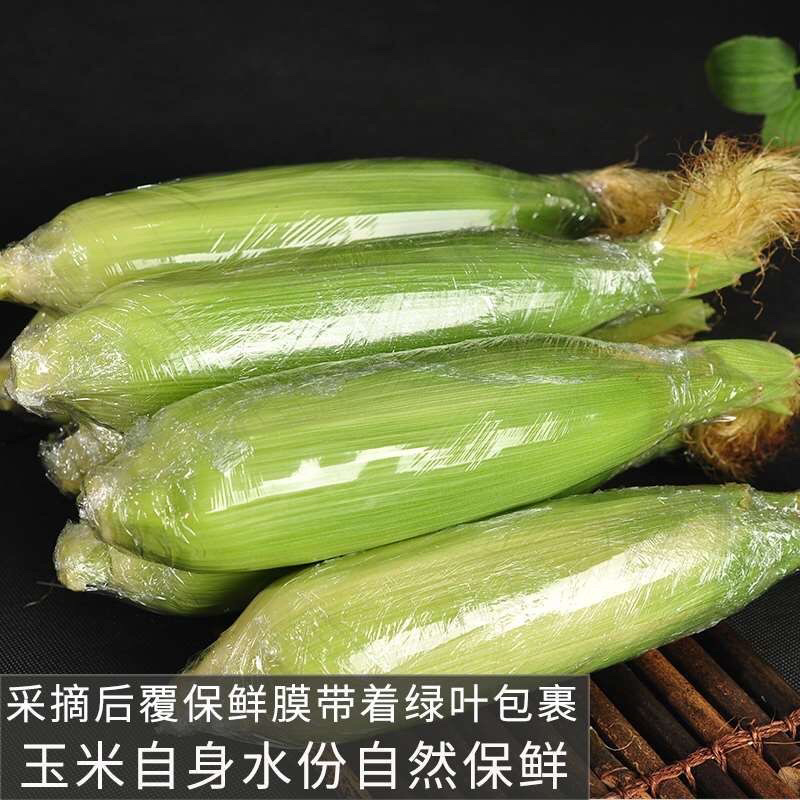 现摘黄金水果玉米新鲜甜玉米即食嫩玉米生吃爆浆脆甜苞米棒子