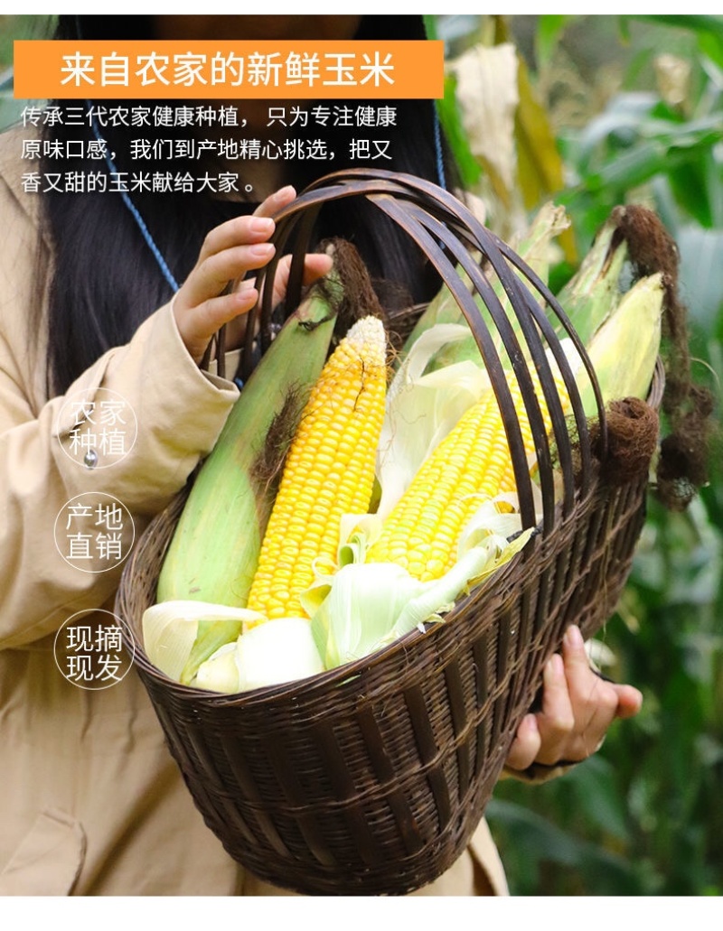 现摘黄金水果玉米新鲜甜玉米即食嫩玉米生吃爆浆脆甜苞米棒子