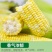 现摘黄金水果玉米新鲜甜玉米即食嫩玉米生吃爆浆脆甜苞米棒子