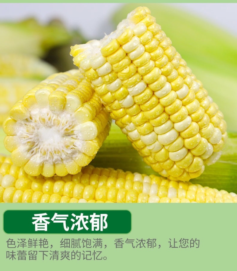 现摘黄金水果玉米新鲜甜玉米即食嫩玉米生吃爆浆脆甜苞米棒子