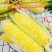 现摘黄金水果玉米新鲜甜玉米即食嫩玉米生吃爆浆脆甜苞米棒子