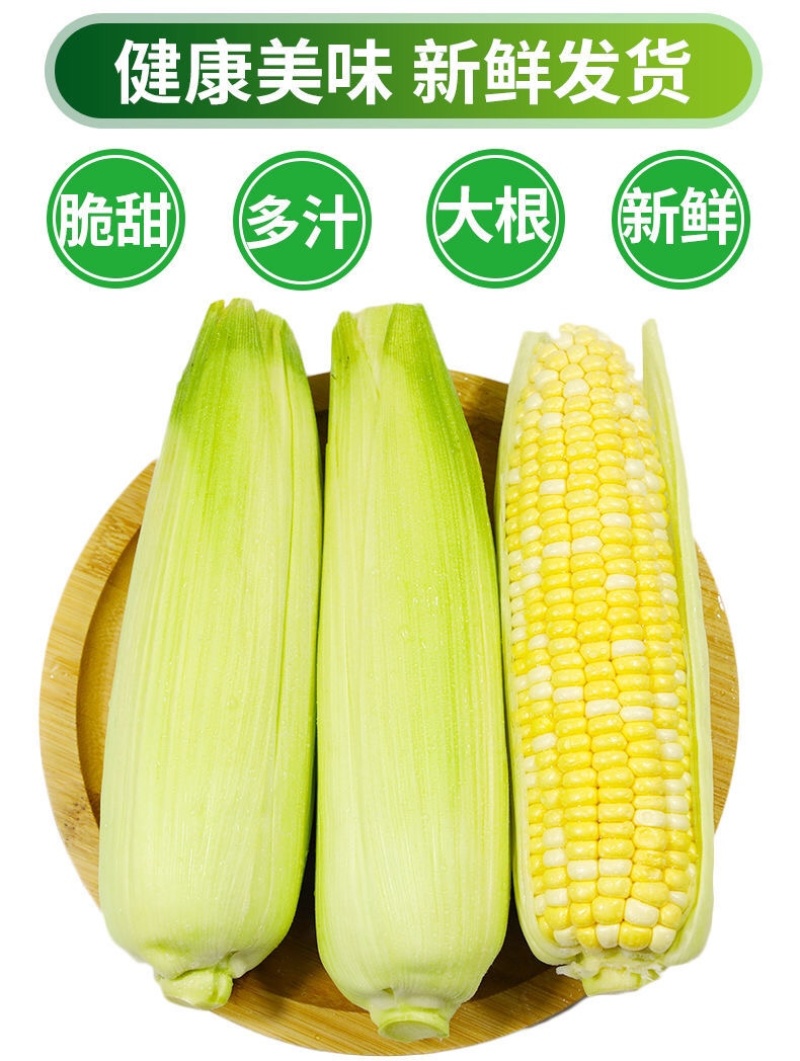 现摘黄金水果玉米新鲜甜玉米即食嫩玉米生吃爆浆脆甜苞米棒子