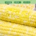 现摘黄金水果玉米新鲜甜玉米即食嫩玉米生吃爆浆脆甜苞米棒子