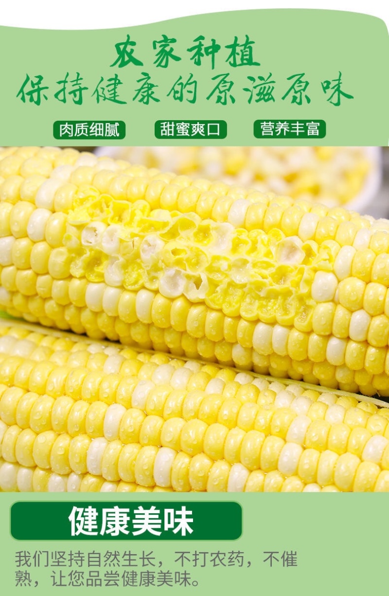 现摘黄金水果玉米新鲜甜玉米即食嫩玉米生吃爆浆脆甜苞米棒子