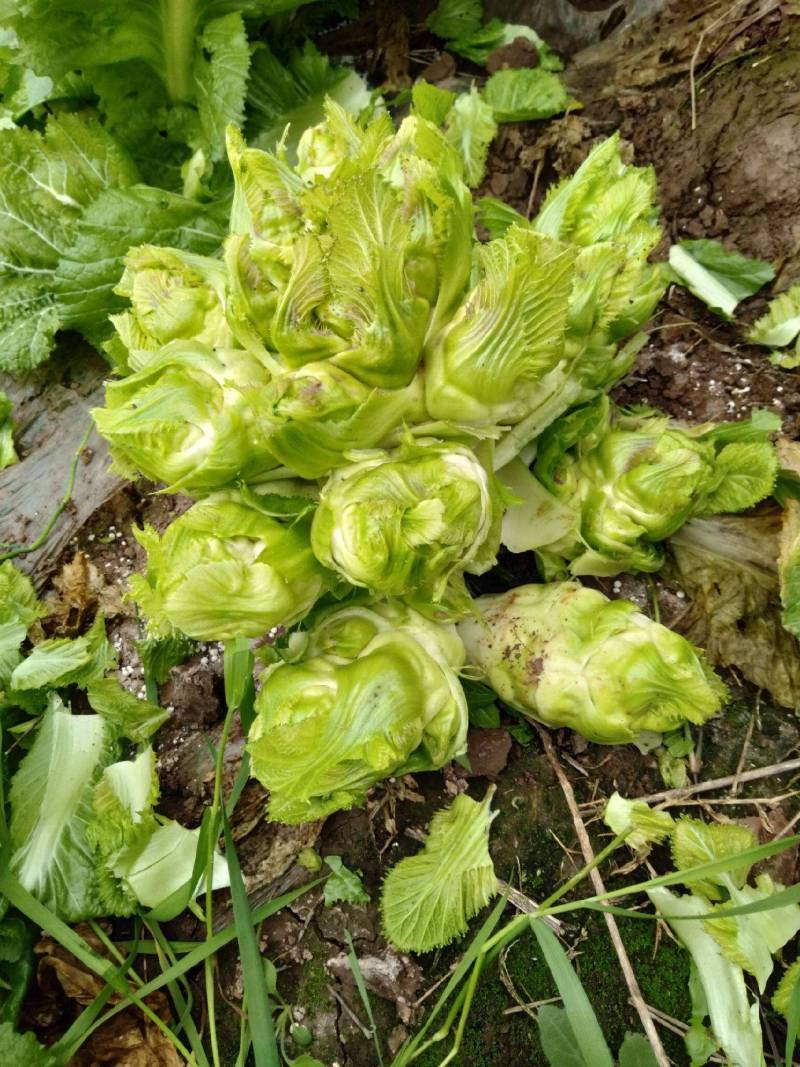 大量儿菜出售！量大从优！欢迎老板来聊