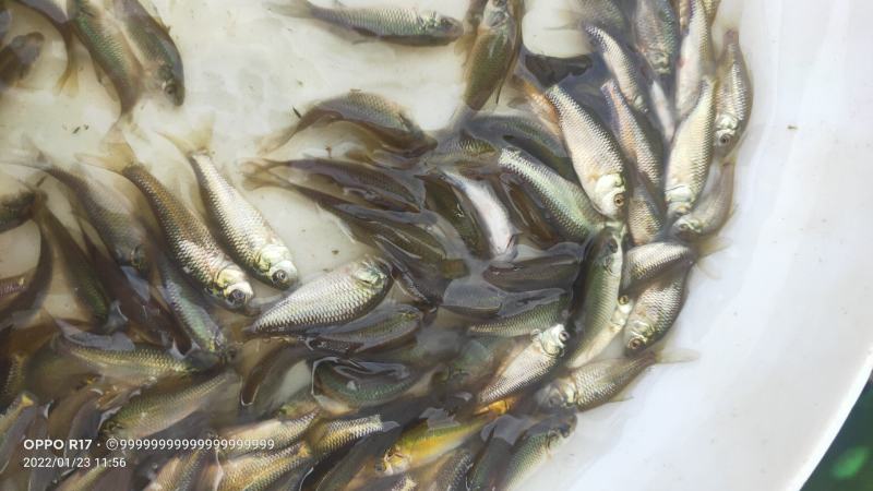 鲤鱼苗珍珠鲤鱼苗健鲤鱼苗兴国红鲤鱼苗高密度养殖