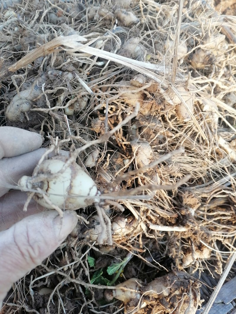紫色宽叶野生白芨，果夹野生三叉白芨用于繁殖育种果便宜买了