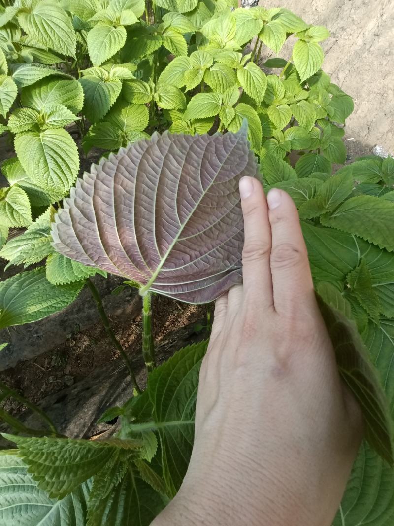 新鲜紫苏子上市，色正，质量保证，自己种植基地，当天发货