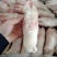 郑州莱聚商贸有限公司，鸡副产品。，鸡翅根，